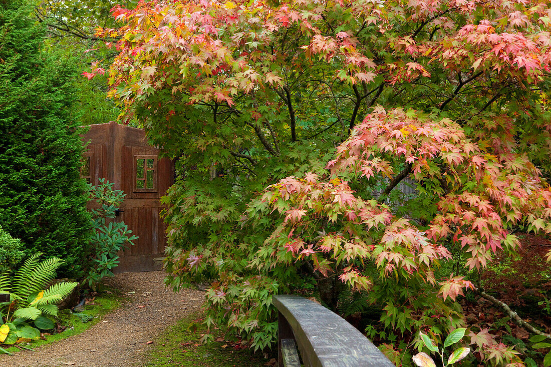 The Japanese Garden, Nr Newquay, Cornwall, England