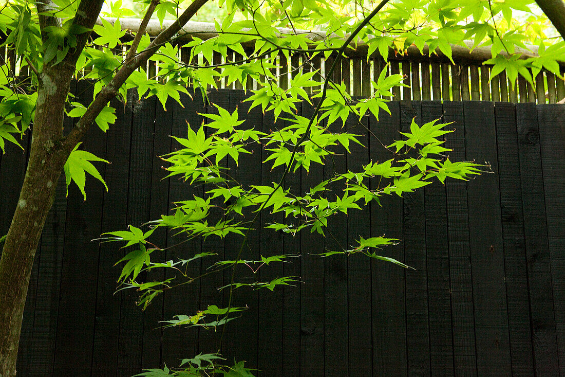 The Japanese Garden, Nr Newquay, Cornwall, England