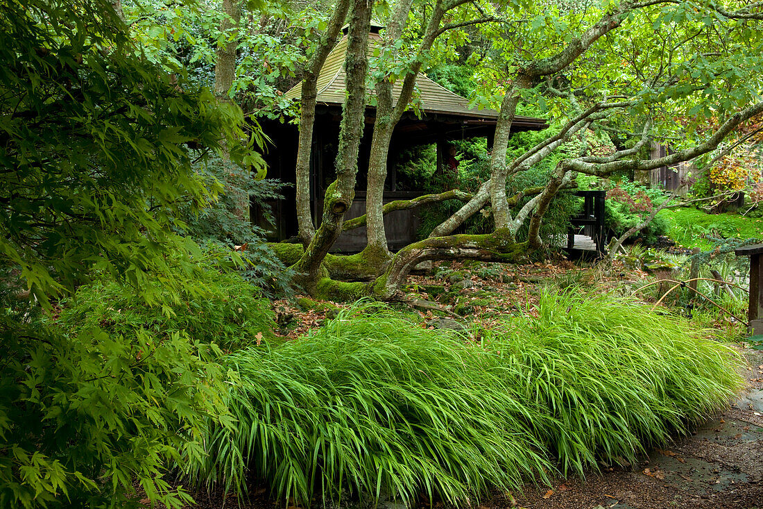 The Japanese Garden, Nr Newquay, Cornwall, England