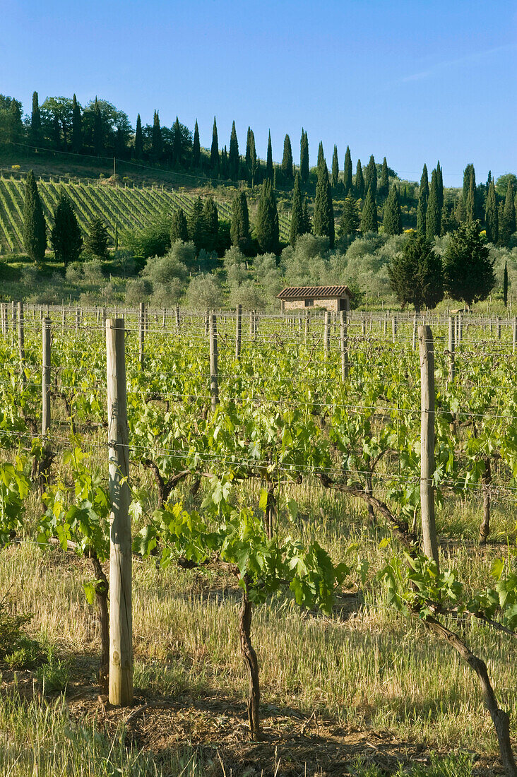 Beautiful Vineyard, Tuscany, Italy