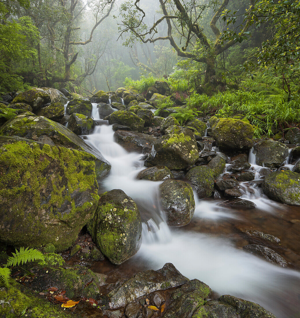 Rio Silveira, moosbewachsene Steine, Caldeirao Verde, Queimadas Naturpark, Madeira, Portugal
