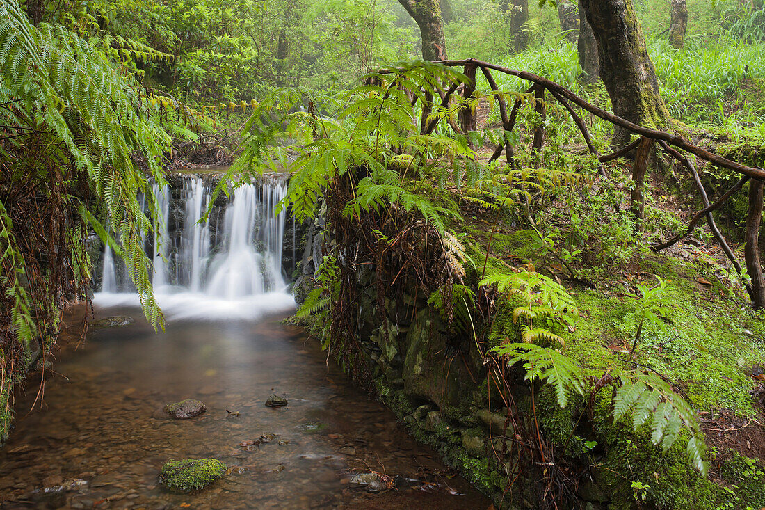 Wasserfall mit Farn im Wald, Caldeirao Verde, Queimadas Naturpark, Madeira, Portugal