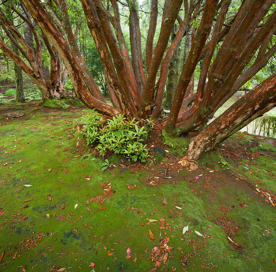 Mossy ground, laurel, Caldeirao Verde, Queimadas Forest Park, Madeira, Portugal