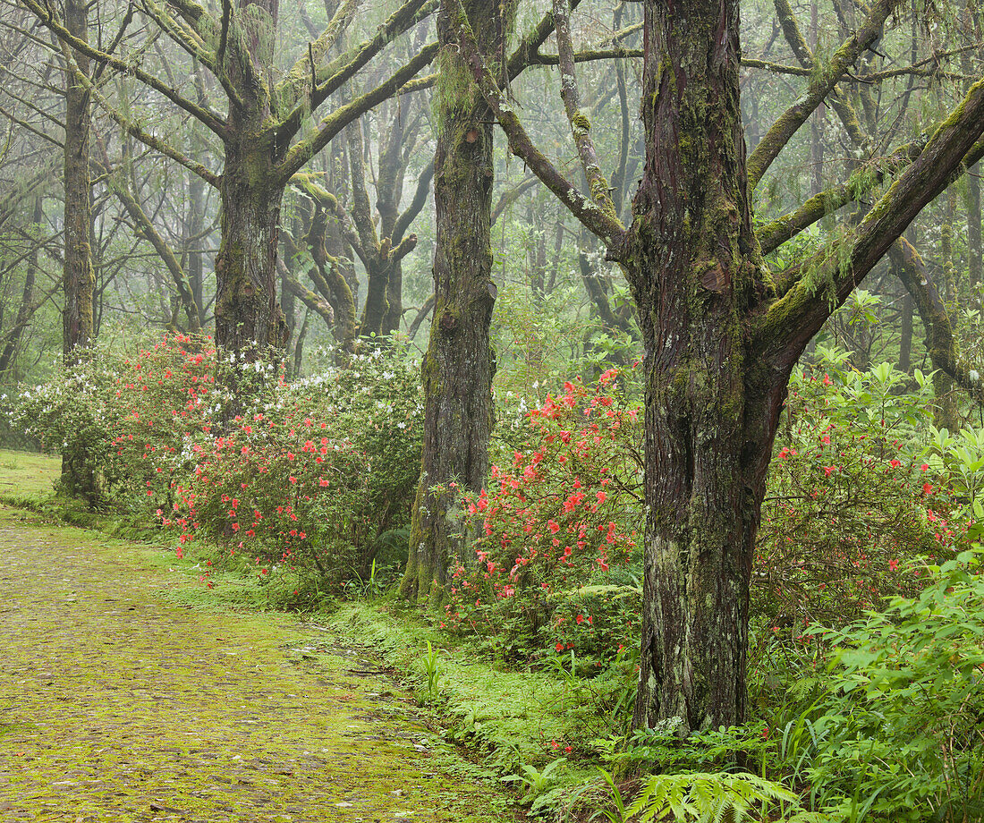 Moosbewachsene Strasse im Wald, Caldeirao Verde, Queimadas Naturpark, Madeira, Portugal