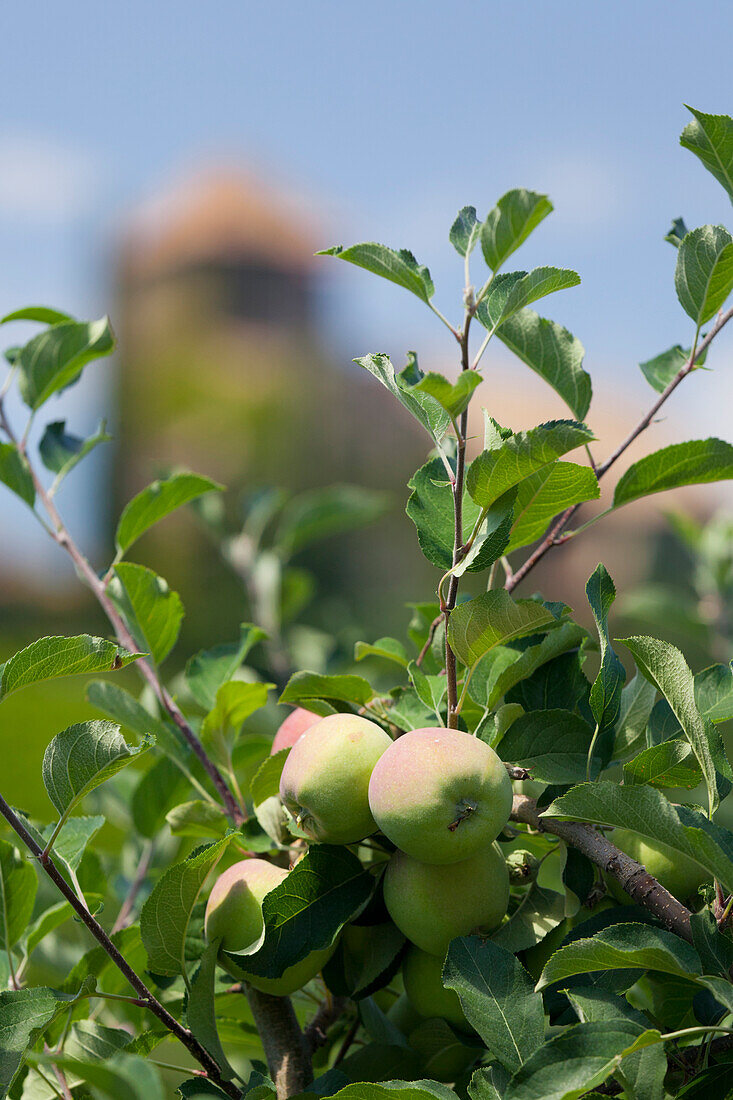 Apfelbaum bei Schloss Warth, Castel Guardia, San Paolo, Trentino, Italien