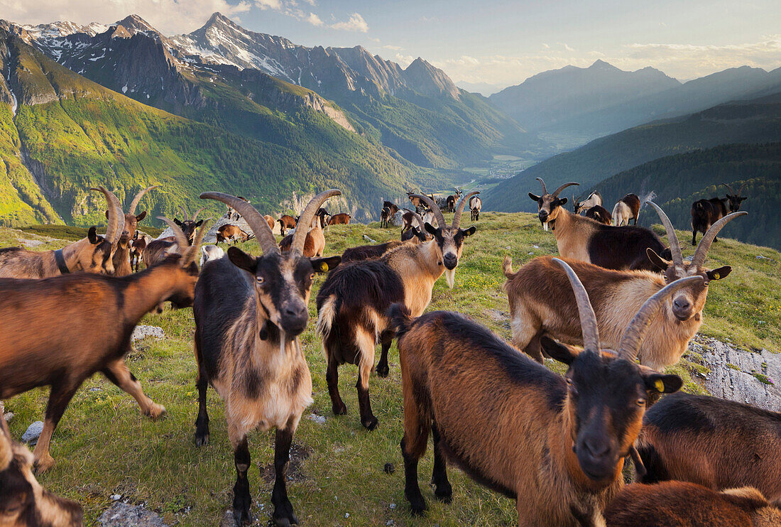 Mountain goats on an alpine pasture, View from Oberberg towards Pfitsch valley, South Tirol, Italy