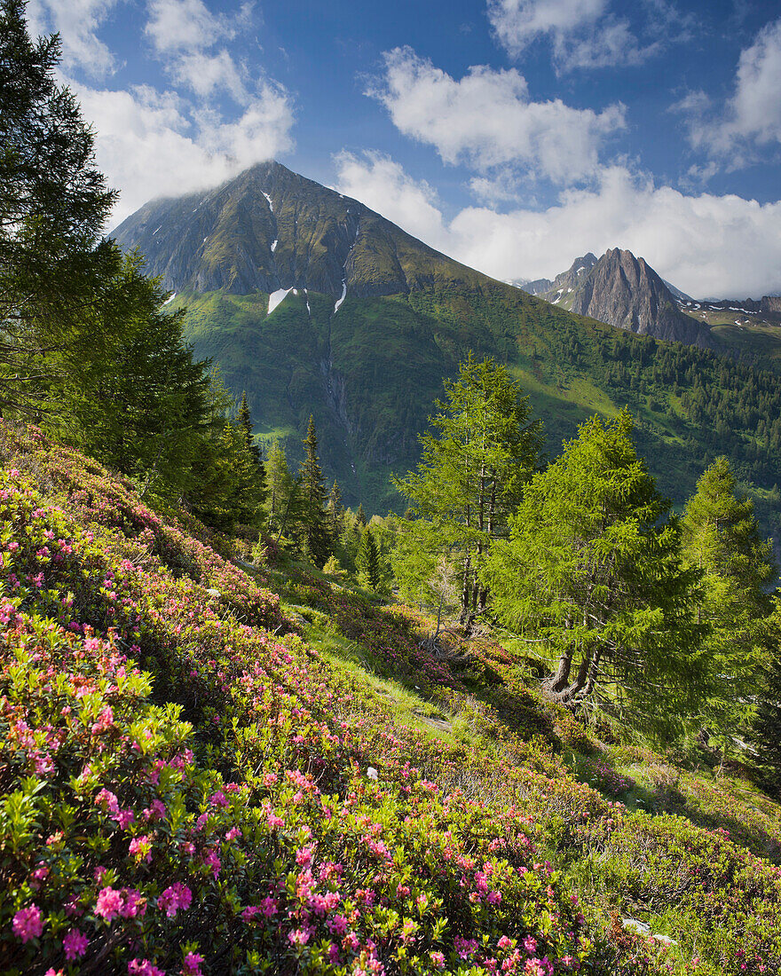 Blick vom Oberberg ins Pfitsch Tal, Rotes Beil, Almrausch, Südtirol, Italien