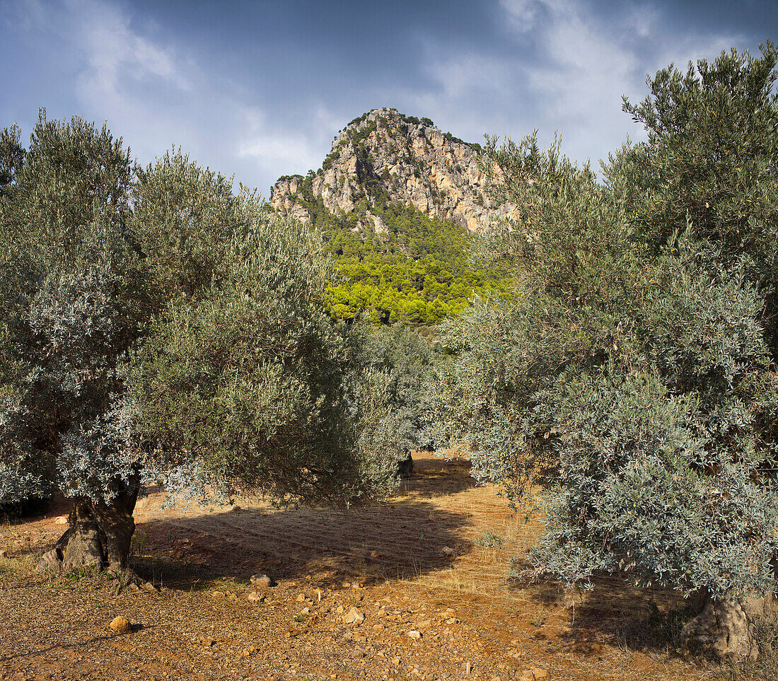 Olivenbäume bei Valldemossa, Mallorca, Spanien
