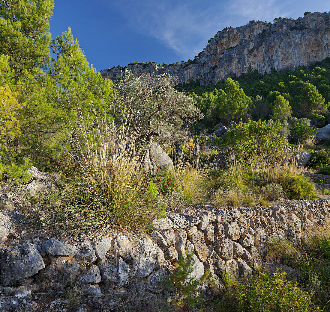 Steinmauer am Puig de Alaró, Mallorca, Spanien