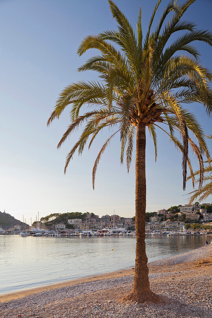 Palm tree at beach, Platja des Traves, Port de Soller, Soller, Majorca, Spain