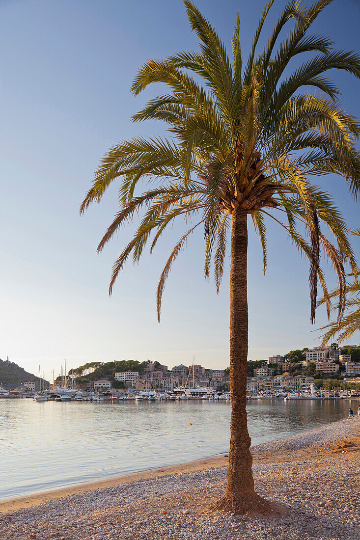 Palme am Platja des Traves, Port de Soller, Soller, Mallorca, Spanien