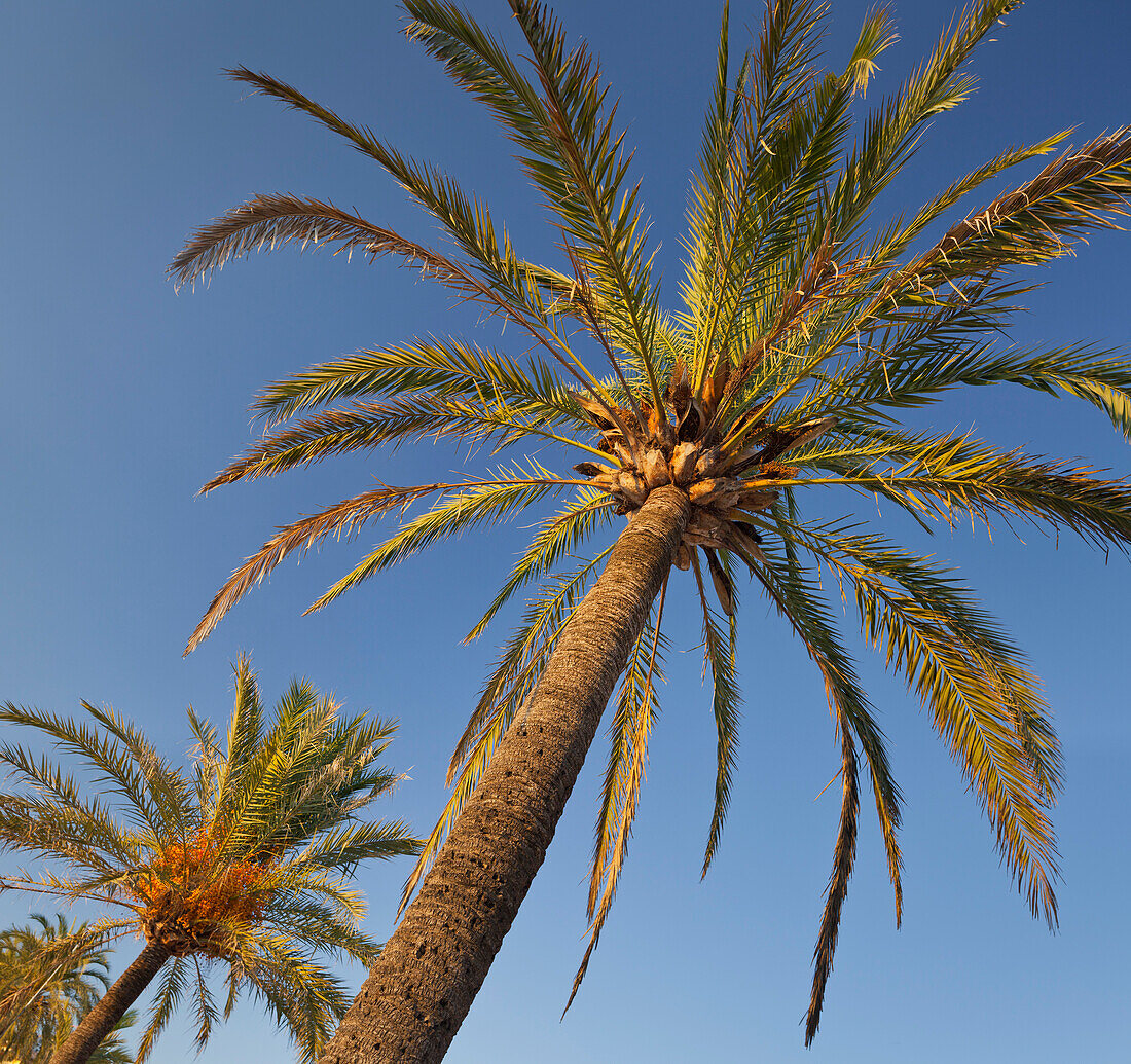 Palm trees, Port de Soller, Soller, Majorca, Spain