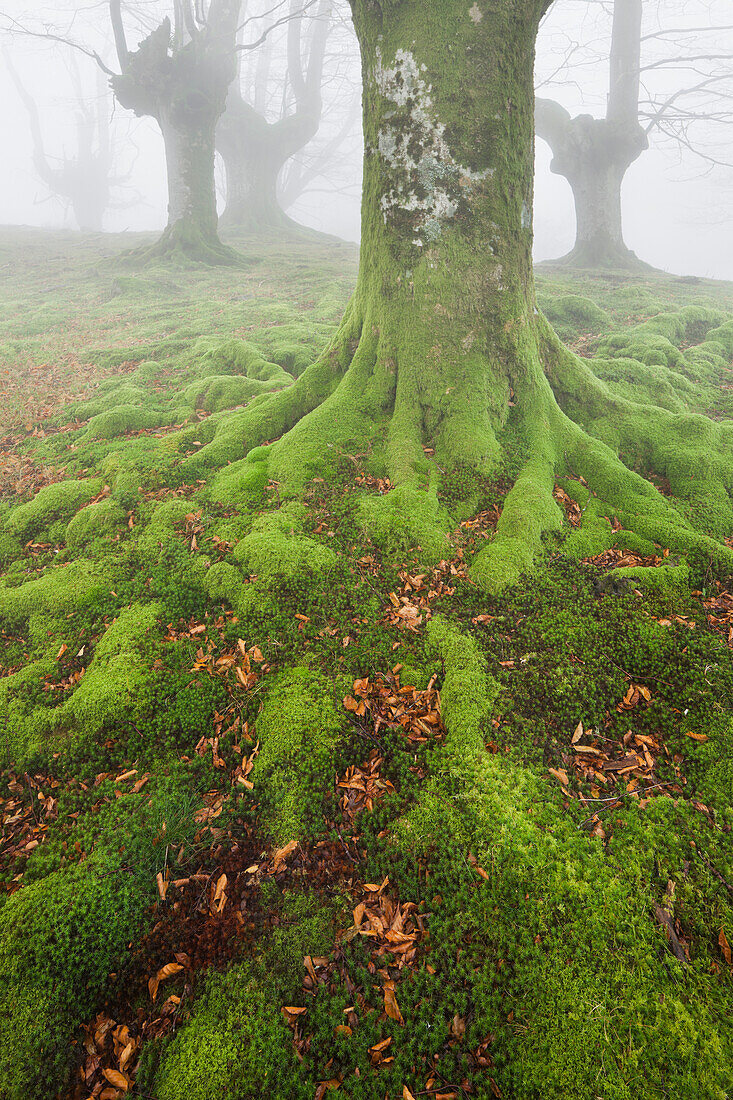 Beench forest, Gorbeia nature park, Basque Country, Spain