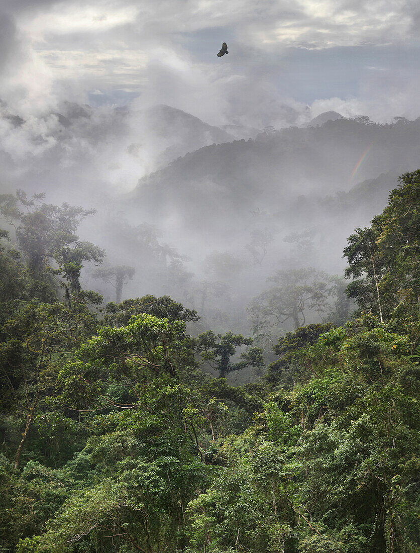 Philippine eagle flying over the tropical rainforest with mountains in fog, Banaue, Ifugao, Luzon Island, Philippines, Asia