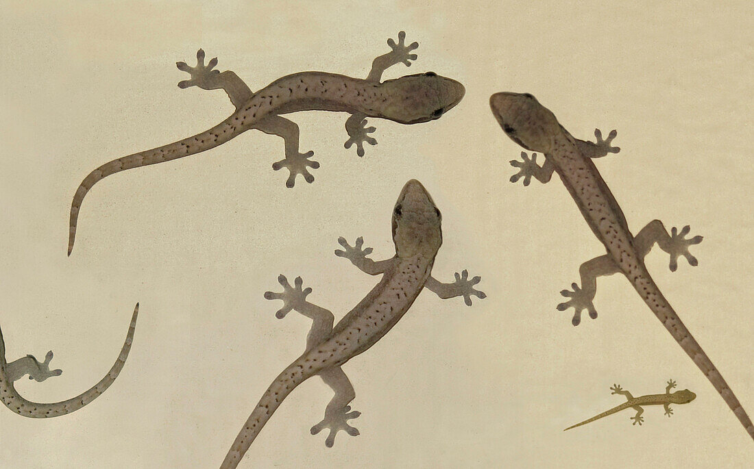 Four lizards on sandy beach, Manila, Makati, Metro Manila, Luzon Island, Philippines, Asien