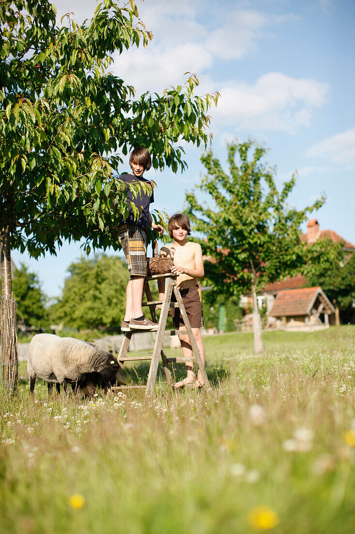 Zwei Jungen unter einem Kirschbaum, Haus Strauss, Bauernkate in Klein Thurow, Roggendorf, Mecklenburg-Vorpommern, Deutschland