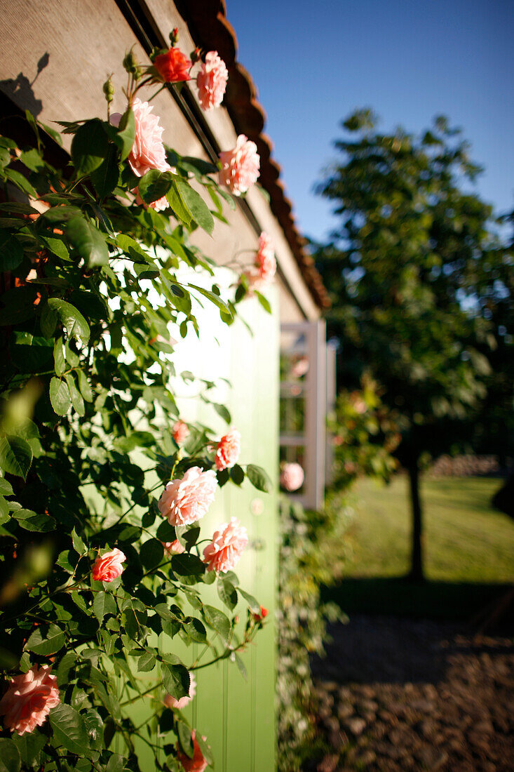 Rosen an einer Hauswand, Haus Strauss, Bauernkate in Klein Thurow, Roggendorf, Mecklenburg-Vorpommern, Deutschland