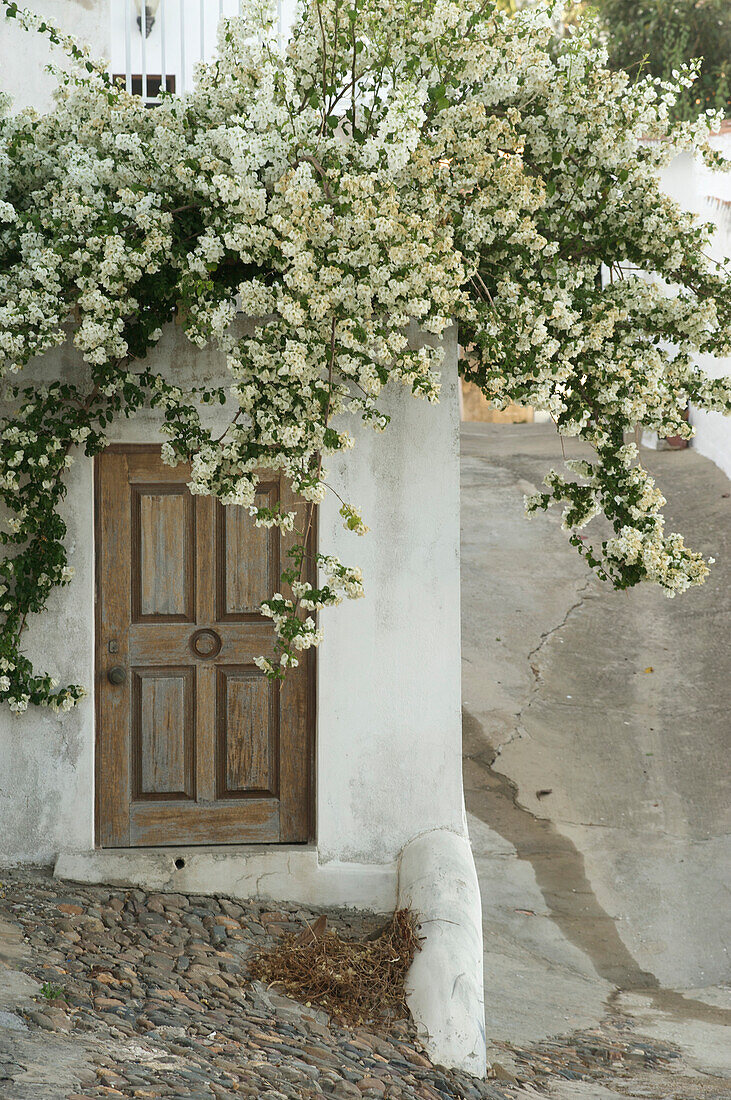 Weisse Bougainvillea über Haustür in Gasse, Alcoutim, Westküste der Algarve, Costa Vicentina, Algarve, Portugal, Europa