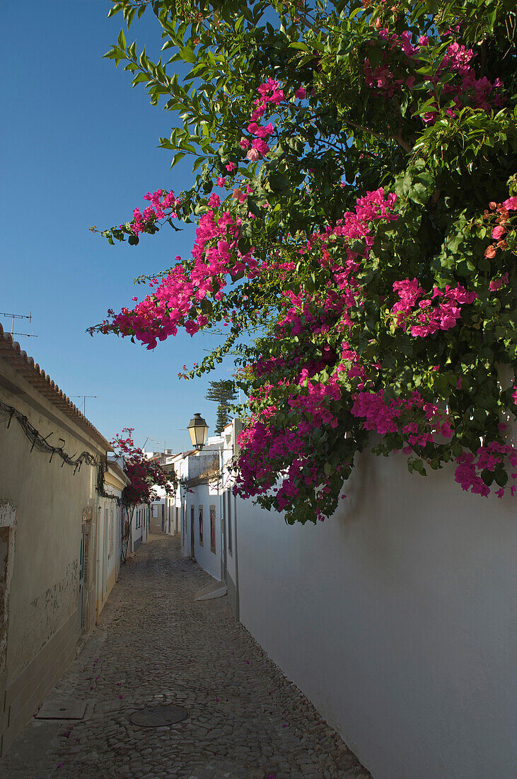 Algarve, Portugal, Schmale Gasse in Loule mit roten Bougainvillea Blüten, Loule, Algarve, Portugal, Europa