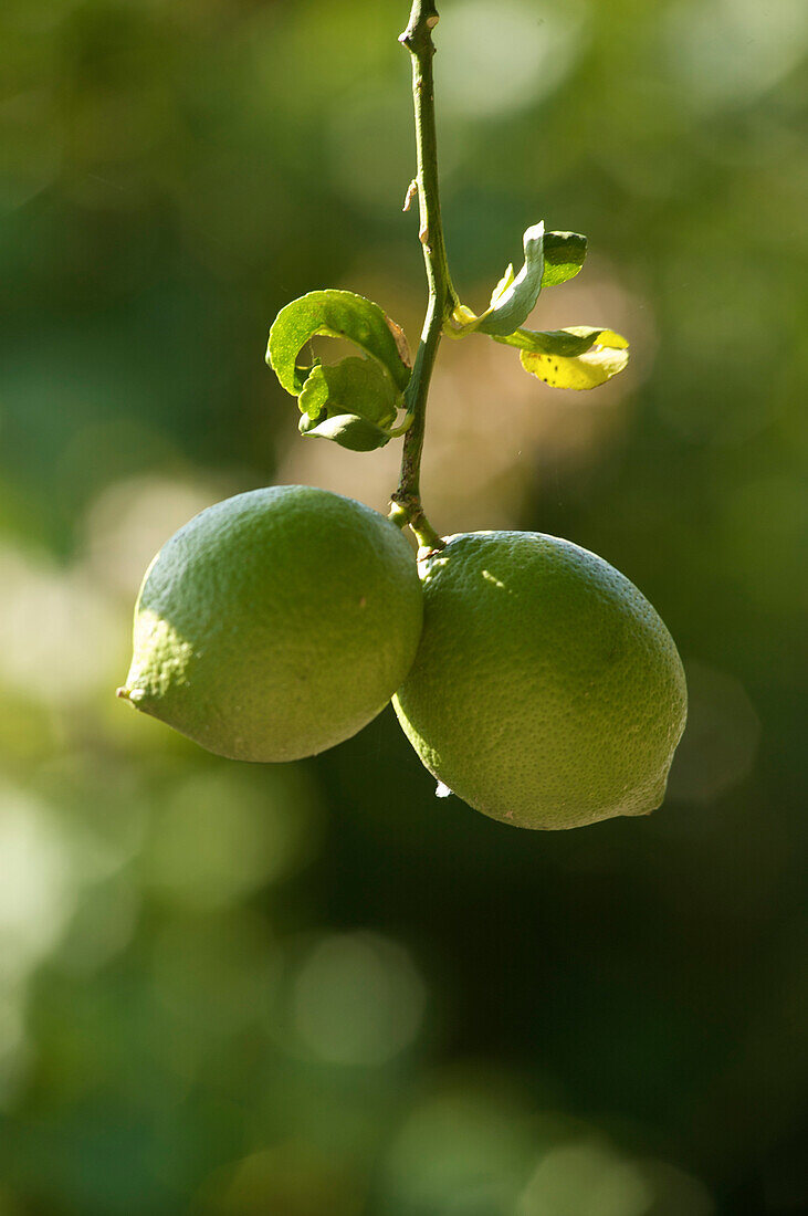 Two green lemons hanging from a lemon tree, Algarve, Portugal, Europe