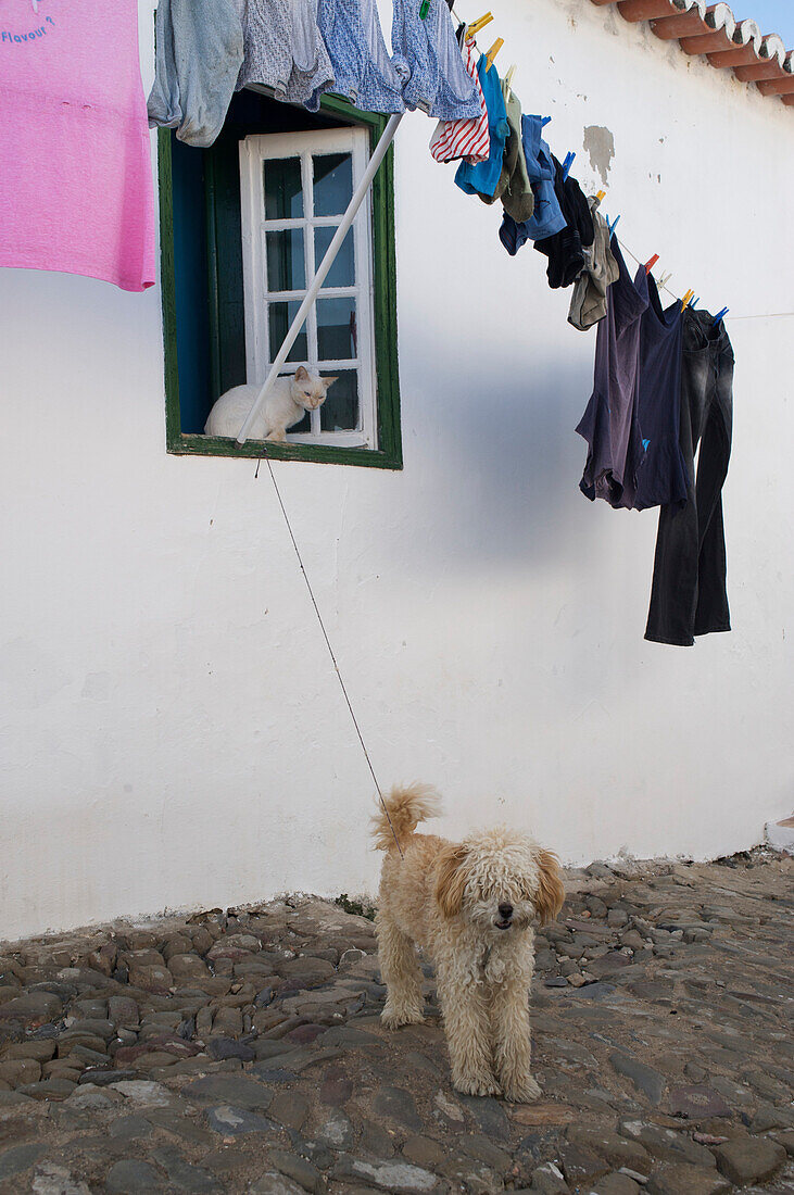 Altes Fenster in weissem Haus mit weisser Katze und beigem Pudel und Wäsche auf Leine, Mertola, Alentejo, nördlich der Algarve, Portugal, Europa