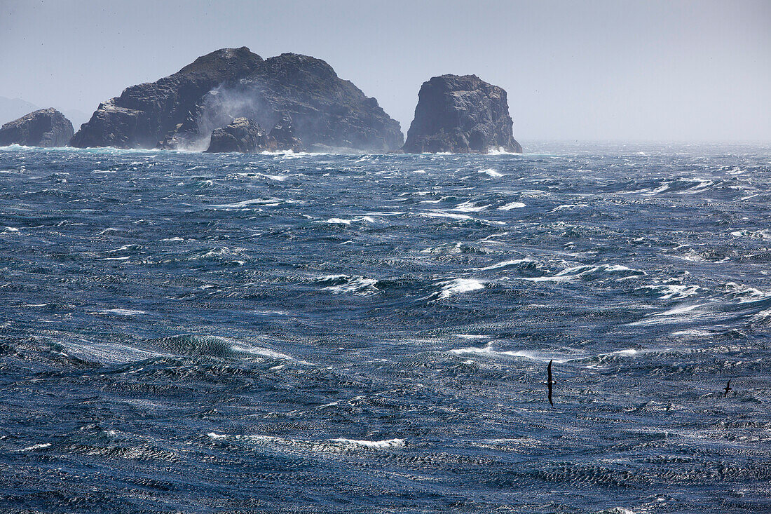 Albatros skims across stormy Drake Passage sea with rocky headlands, near Cape Horn, Cape Horn National Park, Magallanes y de la Antartica Chilena, Patagonia, Chile, South America