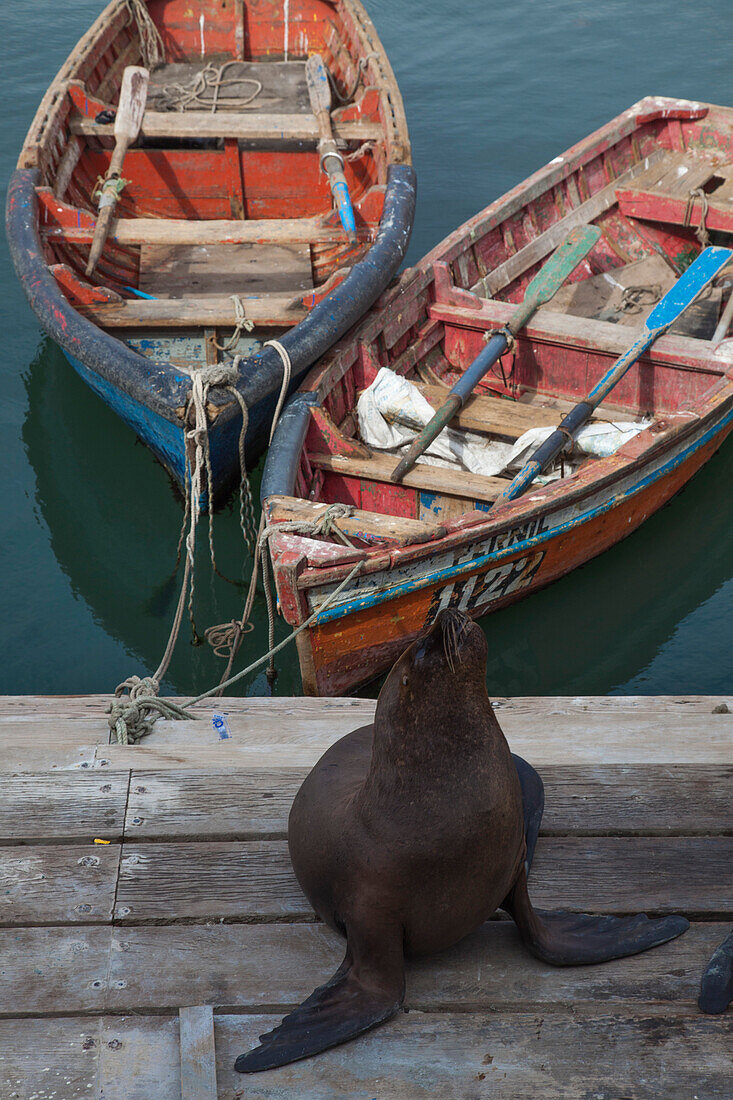 Seelöwe und Fischerboote an einem Steg im Hafen, Iquique, Tarapaca, Chile, Südamerika