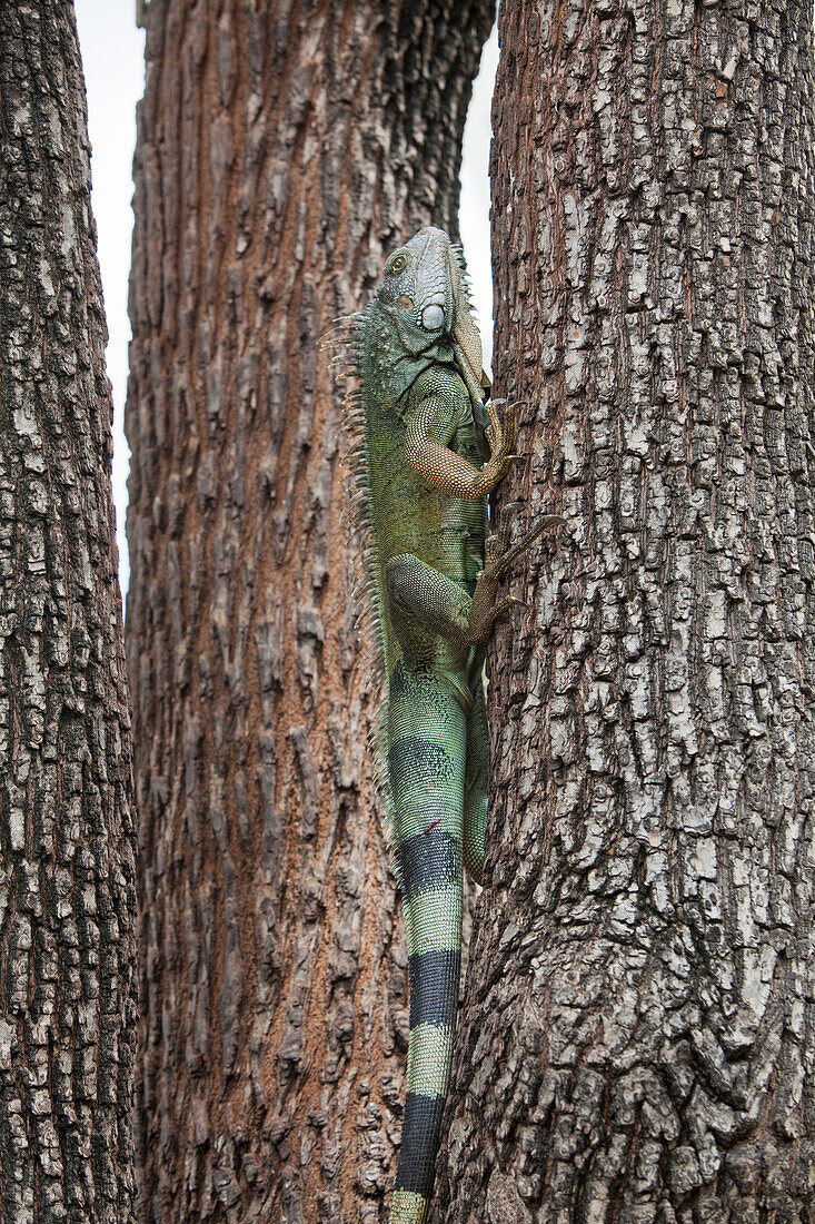 Grüner Leguan, klettert auf Baum im Bolivar Park, Guayaquil, Ecuador, Südamerika