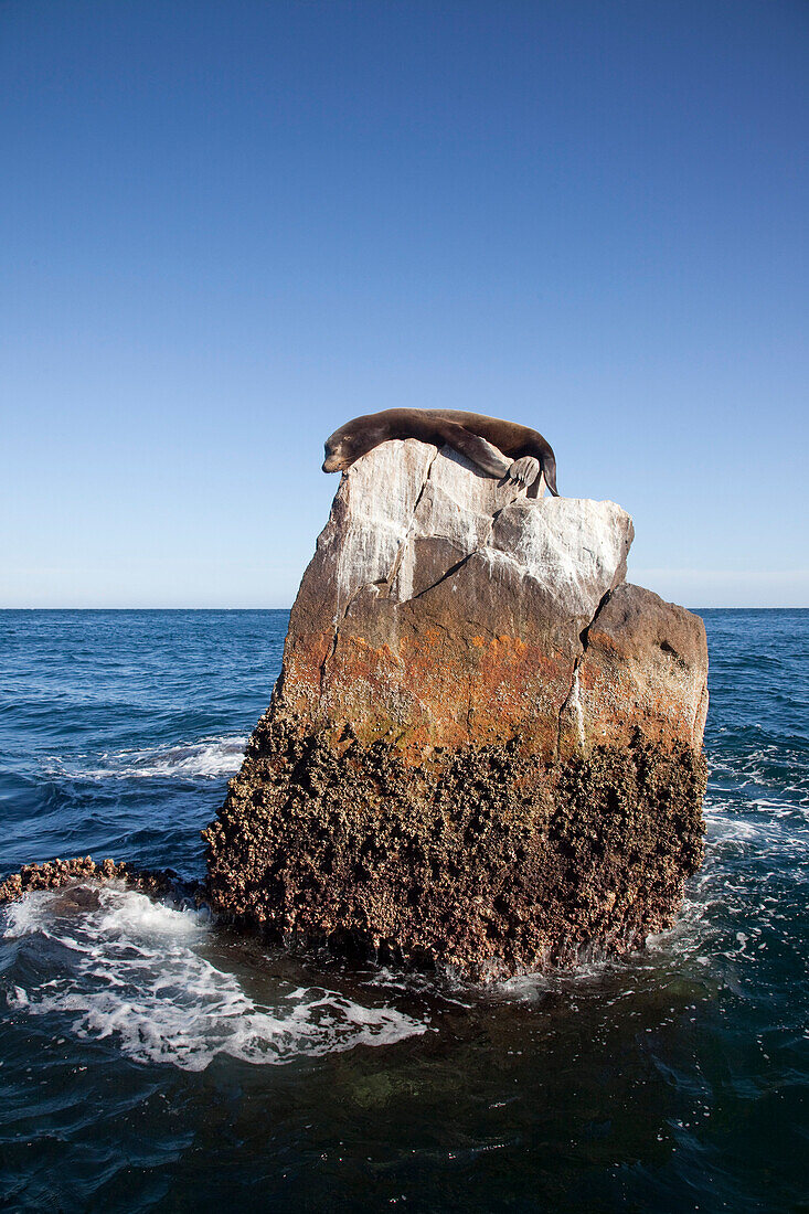 Sea lion relaxes in rock near Lands End, Cabo San Lucas, Baja California Sur, Mexico, Central America
