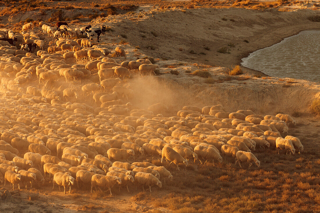 Flock of sheep in the desert Bardenas Reales, UNESCO Biosphere Reserve, Province of Navarra, Northern Spain, Spain, Europe