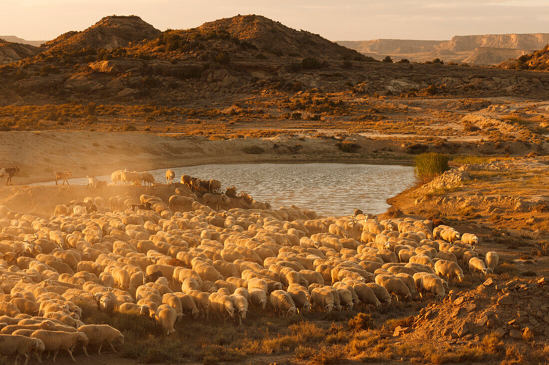 Schafherde an einem Wasserloch in der Wüste Bardenas Reales, UNESCO Biosphärenreservat, Provinz Navarra, Nordspanien, Spanien, Europa