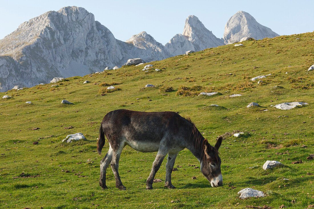 Esel auf einer Almwiese, Westliche Picos de Europa, Parque Nacional de los Picos de Europa, Picos de Europa, Provinz Asturias, Principado de Asturias, Asturien, Nordspanien, Spanien, Europa