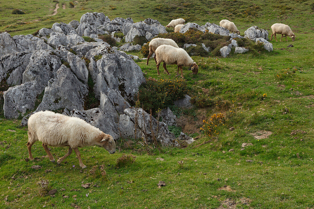 Schafe auf der Alm, Majadas Las Boblas, westliche Picos de Europa, Parque Nacional de los Picos de Europa, Picos de Europa, Provinz Asturias, Principado de Asturias, Asturien, Nordspanien, Spanien, Europa