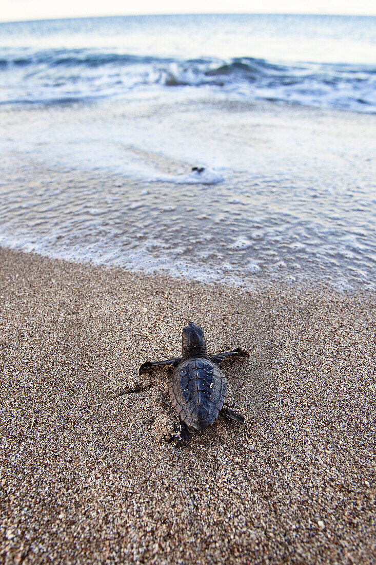 Loggerhead Sea Turtle, hatchling, Caretta caretta, lycian coast, Mediterranean Sea, Turkey