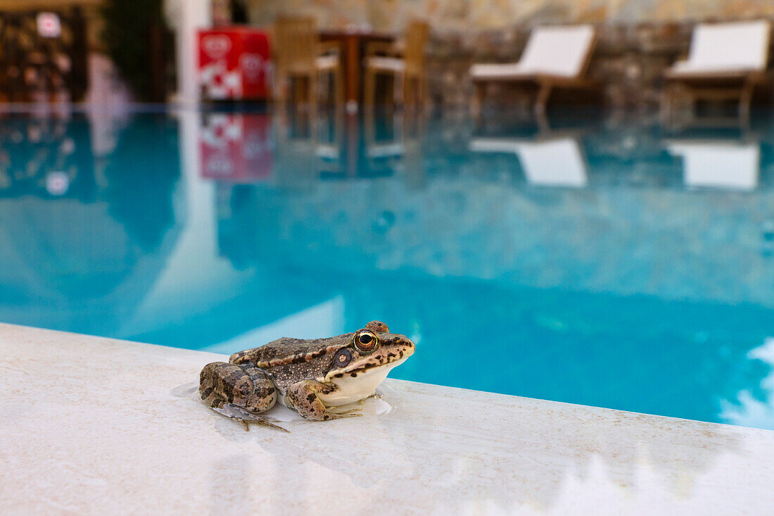 Frog on the edge of a swimming pool, Marsh Frog, Rana ridibunda, Cirali, lycian coast, Mediterranean Sea, Turkey, Asia
