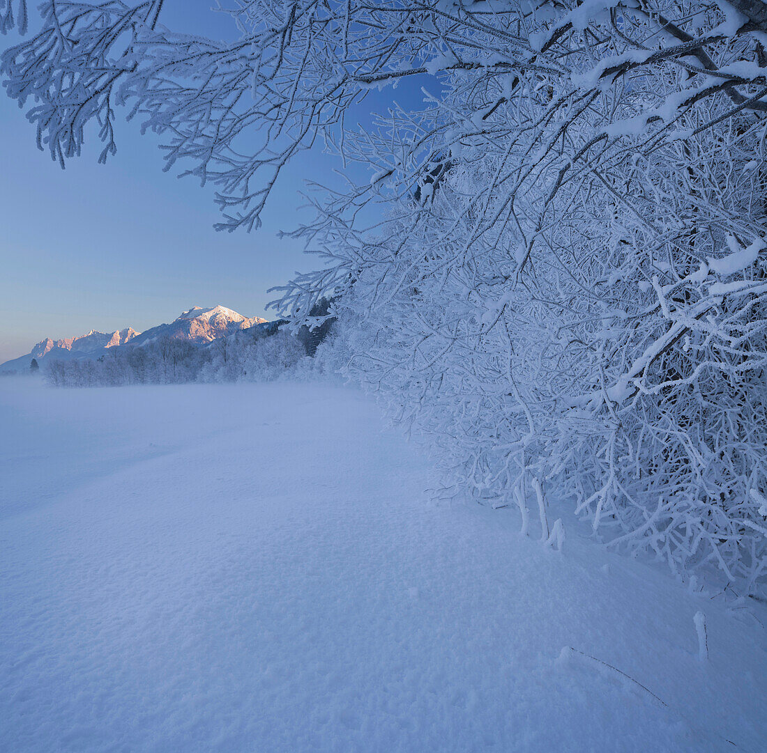 Zweige mit Raureif, Ennstaler Alpen, Ennstal, Steiermark, Österreich, Europa