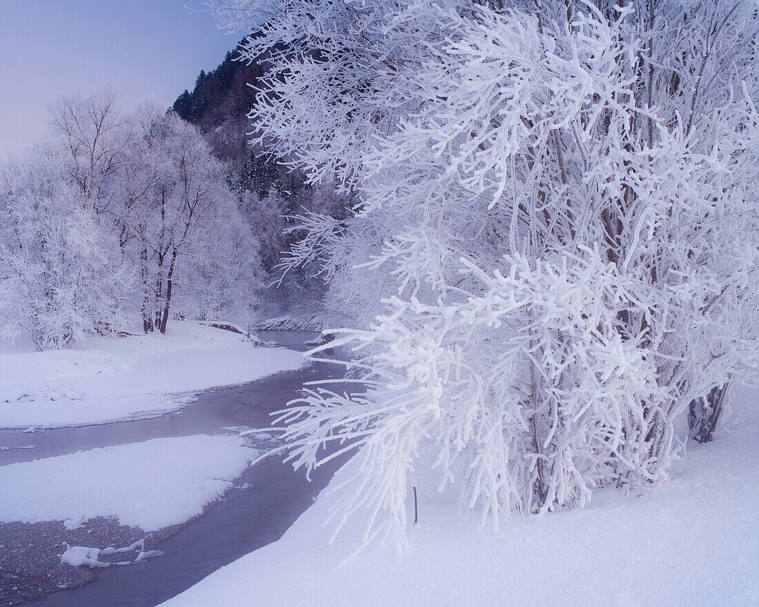 Hoar frost on trees at Ennstal valley, Styria, Austria, Europe