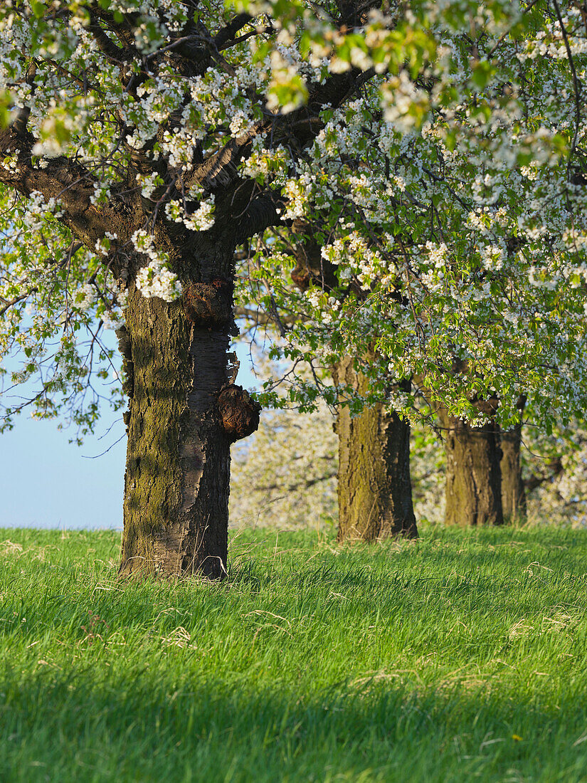 Wiese mit blühenden Kirschbäumen, Burgenland, Österreich, Europa