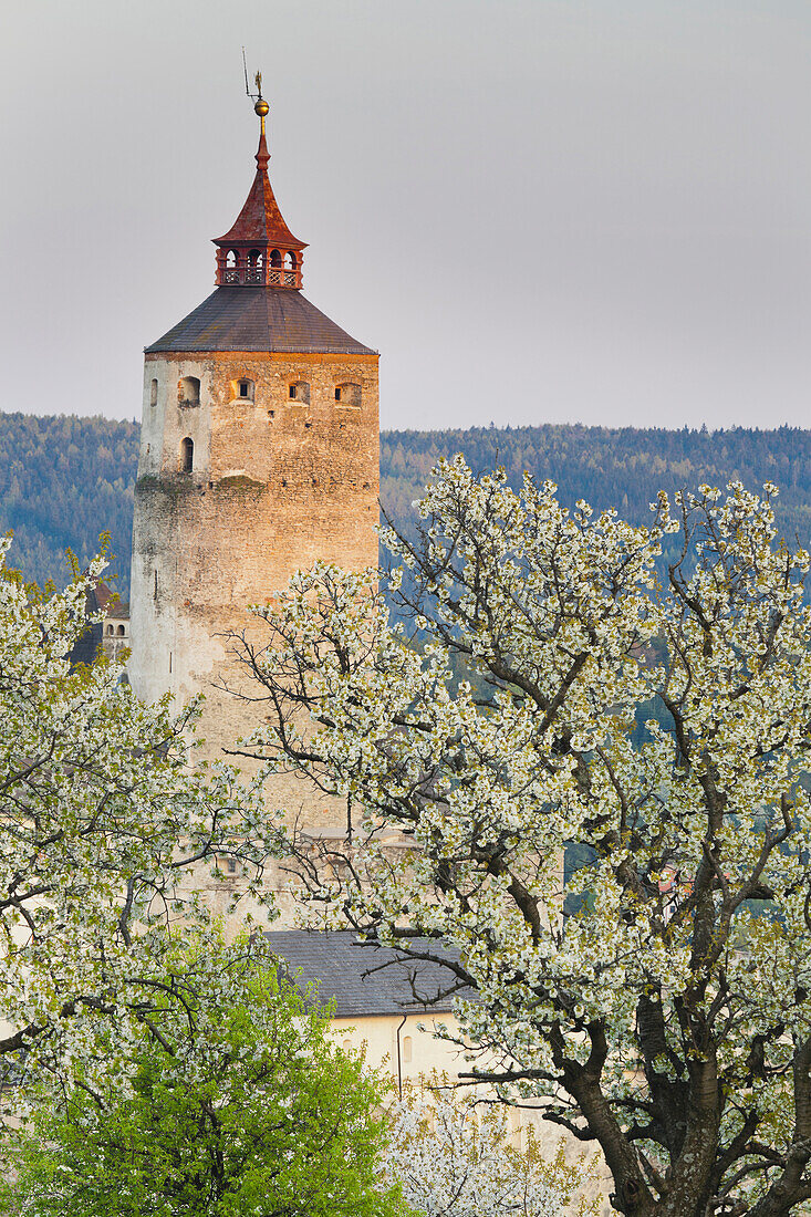 Blooming cherry trees in front of Forchtenstein castle, Burgenland, Austria, Europe