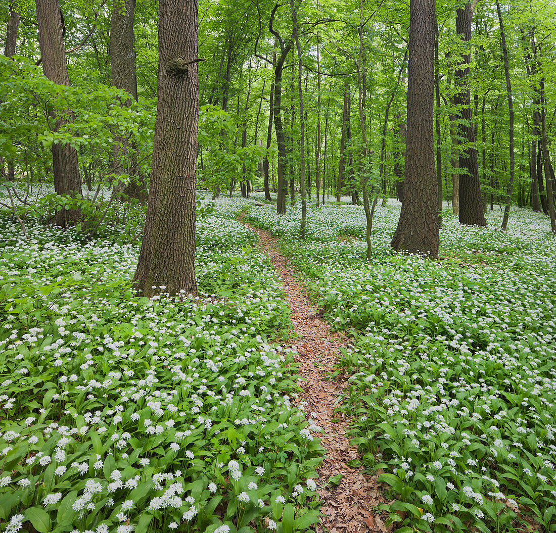 Hiking trail and blooming wild garlic at Vienna woods, 18th district, Vienna, Austria, Europe