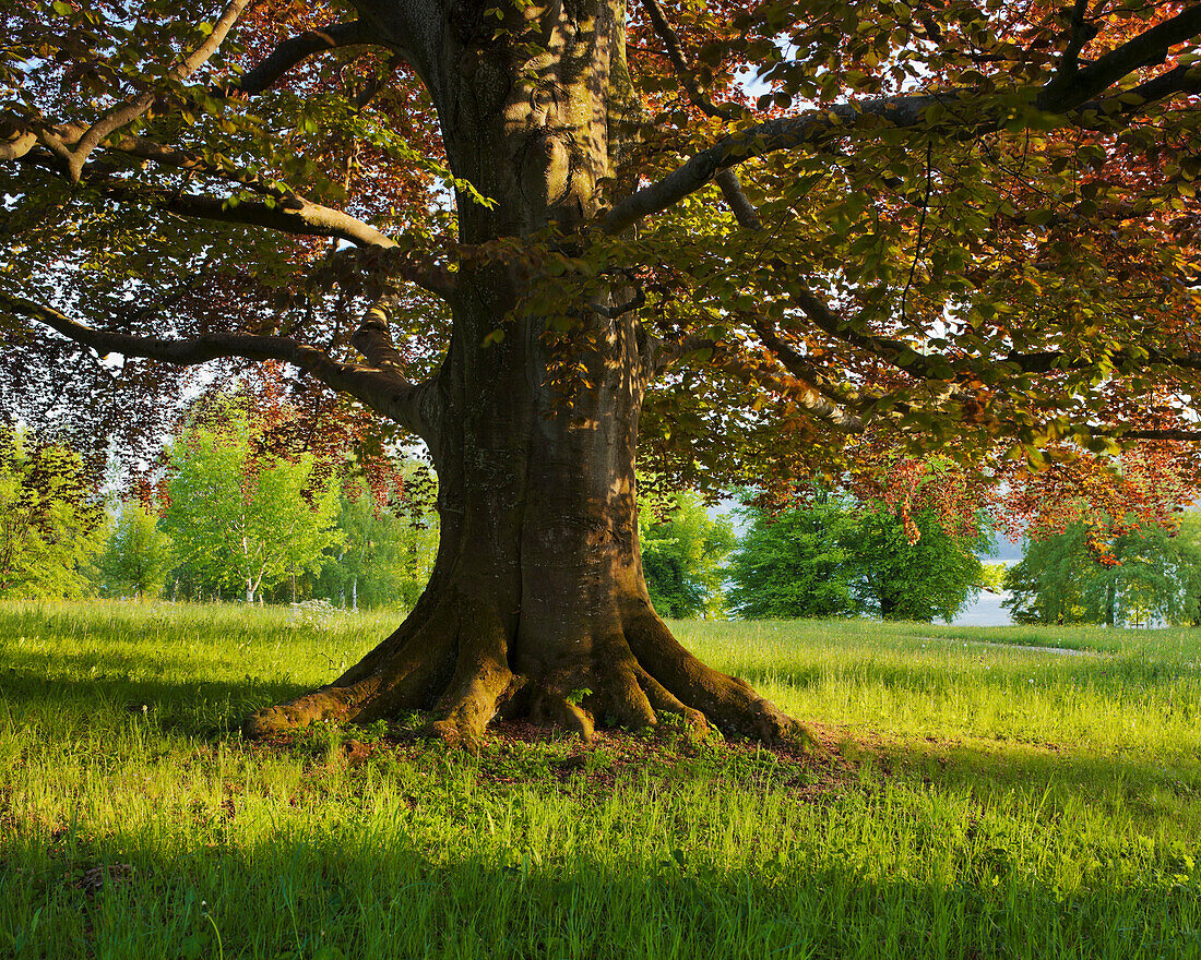 Old beech tree at Toscanapark at dusk, Gmunden, Upper Austria, Austria, Europe