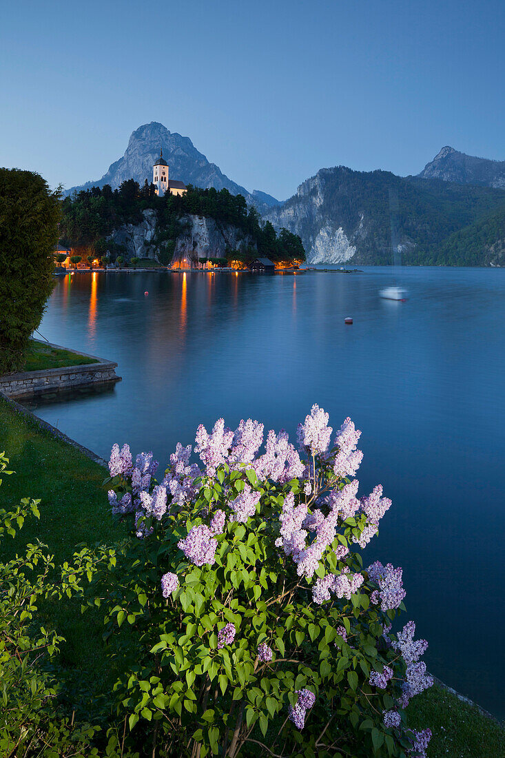 Blooming lilac at lake Traunsee in the evening, Traunkirchen, Traunstein, Upper Austria, Austria, Europe