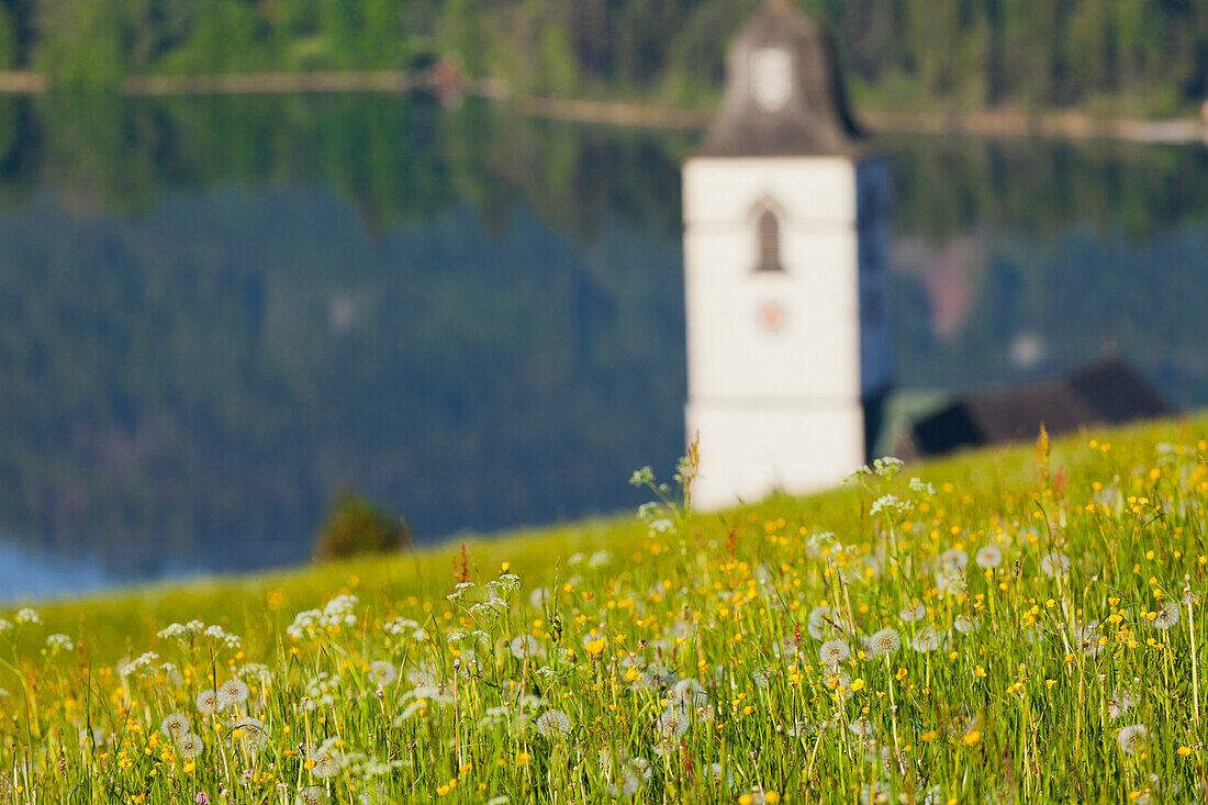 Flower meadow in front of steeple, St. Wolfgang, lake Wolfgangsee, Salzkammergut, Upper Austria, Austria, Europe