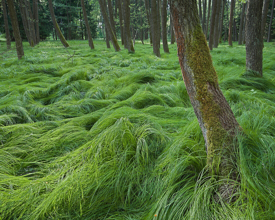 Grass amidst trees, Natural Park Blockheide Eibenstein, Gmuend, Lower Austria, Austria, Europe
