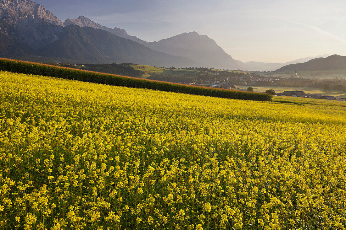 Rape field in Mieming, Mieminger Mountains, Tyrol, Austria