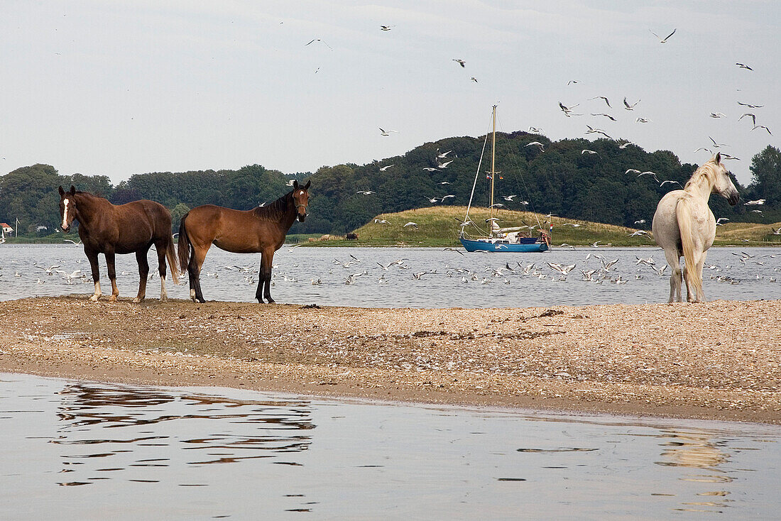 Pferde am Ufer der Schlei am Bukenoor, Schleswig-Holstein, Deutschland, Europa