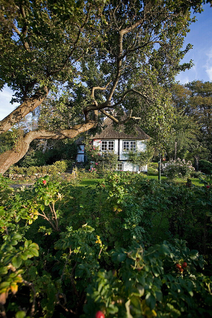 Altes Fachwerkhaus mit Garten, Sieseby, Schlei, Schleswig-Holstein, Deutschland, Europa