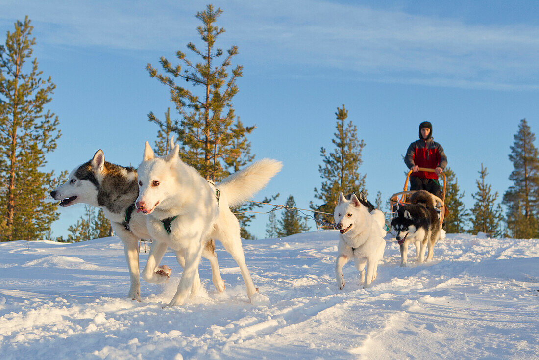 A man with a dog sled and huskies in winter, Lapland, Finland, Europe