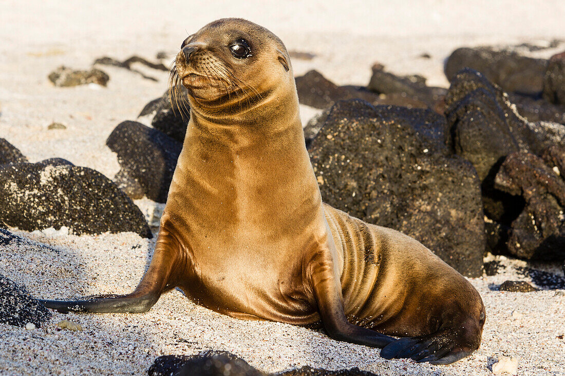 A Sealion pup on Sombrero Chino (Chinese Hat), Galapagos, Ecuador, South America