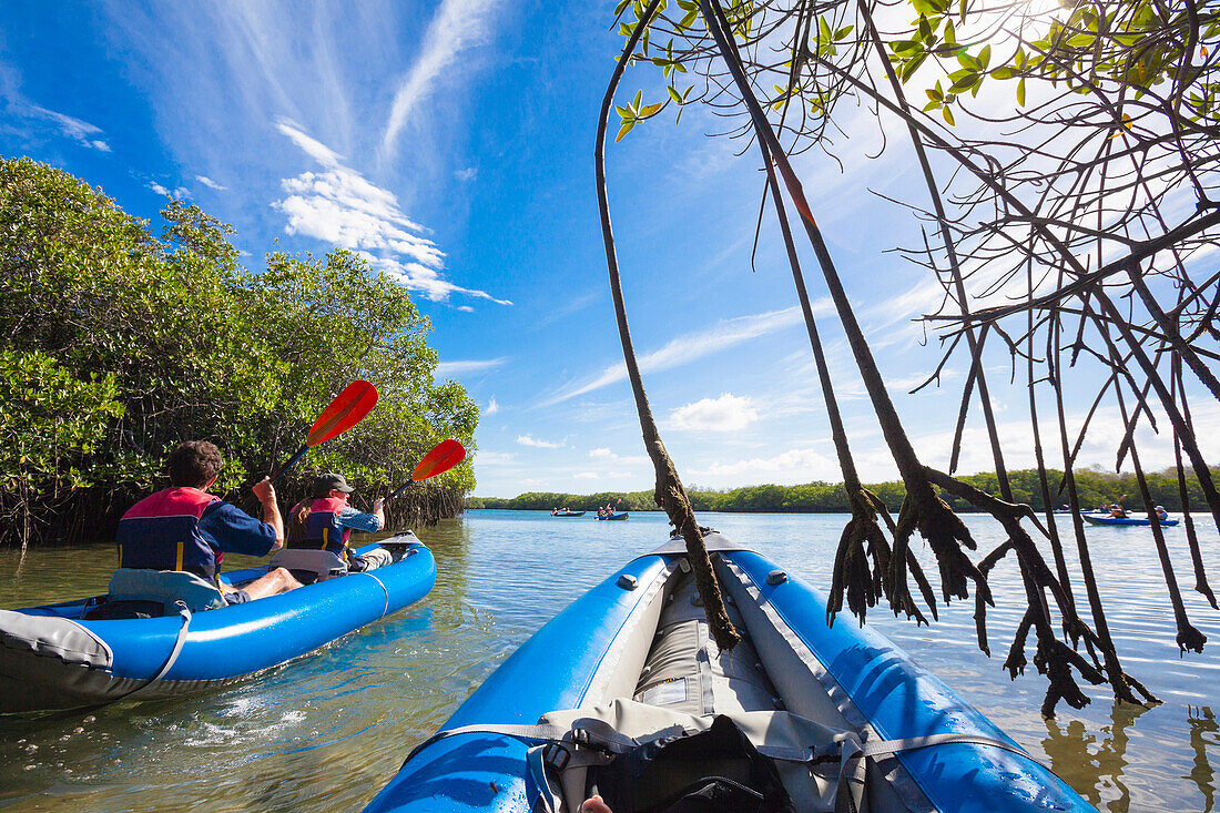 A man and a woman in a kayak paddling through the roots of mangroves, Island of Santa Cruz, Galapagos Ecuador, South America